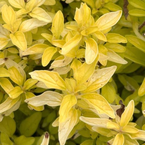 Origanum vulgare Aureum1