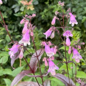Penstemon 'Husker Red'