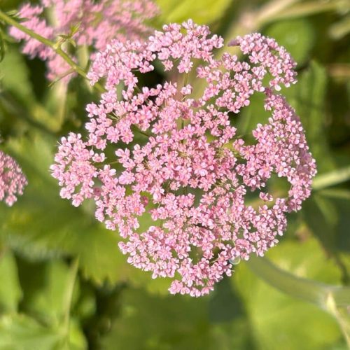Pimpinella major Rosea