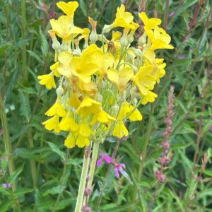 Primula florindae hybrids