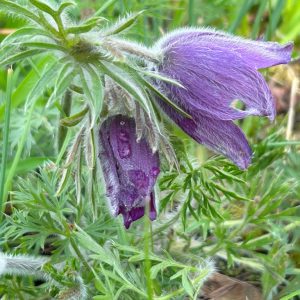 Pulsatilla vulgaris 'Violet Bells'