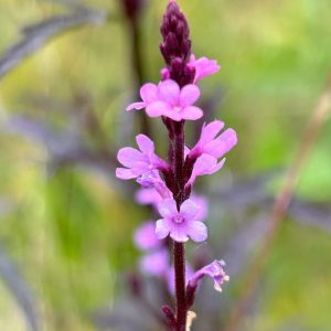 Verbena officinalis 'Bampton'