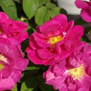 Apothecary's rose