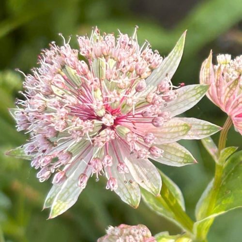 Astrantia major