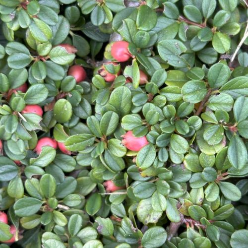 Cotoneaster procumbens 'Streib's Findling'