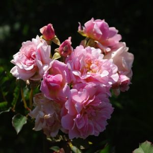 Struikroos Felicia ®