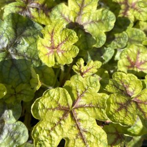 Heucherella 'Tapestry'