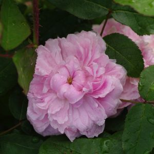 Struikroos Jacques Cartier