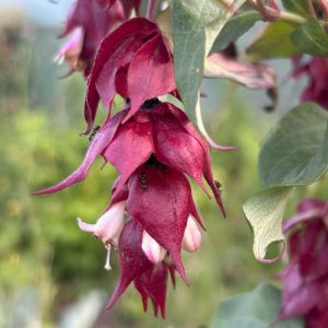 Leycesteria formosa