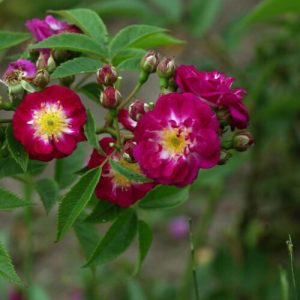 Perennial Blue klimroos, rambler