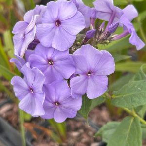 Phlox paniculata 'Donau'