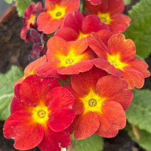 Primula 'Indian Red'