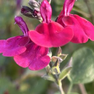 Salvia greggii 'Cherry Lips'