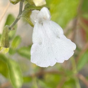 Salvia microphylla 'Gletsjer'