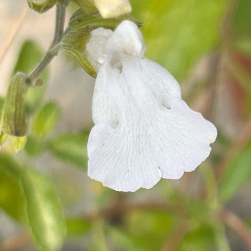 Salvia Gletsjer