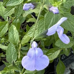Salvia 'Delice Aquamarine'