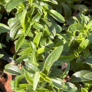 Satureja montana 'Aromakissen'