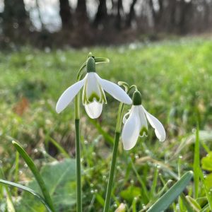 Sneeuwklokje - Galanthus elwesii 'Polar bear' BIO