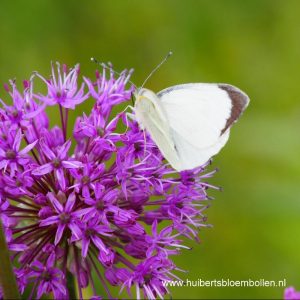 Allium 'Purple Sensation' BIO