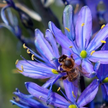 Indianenbloem - Camassia 'Caerulea' BIO