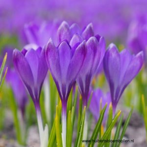 Krokus Barr's Purple - BIO