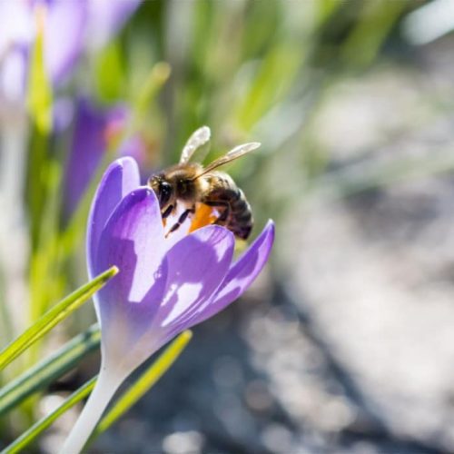 krokus-barr-s-purple