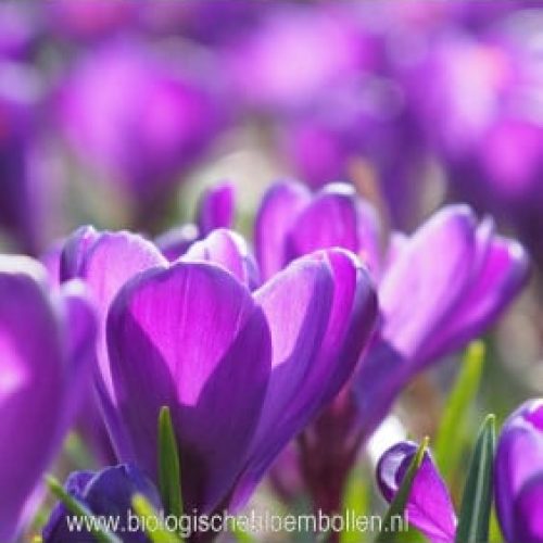 krokus-flower-record-10-st-bio