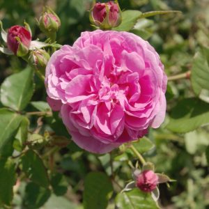 Struikroos Louise Odier