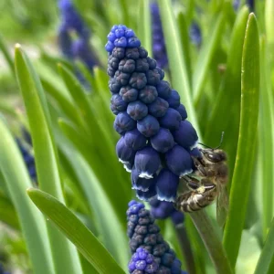 Blauwe druifjes BIO - Muscari 'Joyce Spirit'