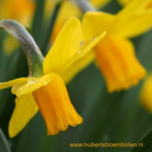 Narcis 'Jetfire' BIO