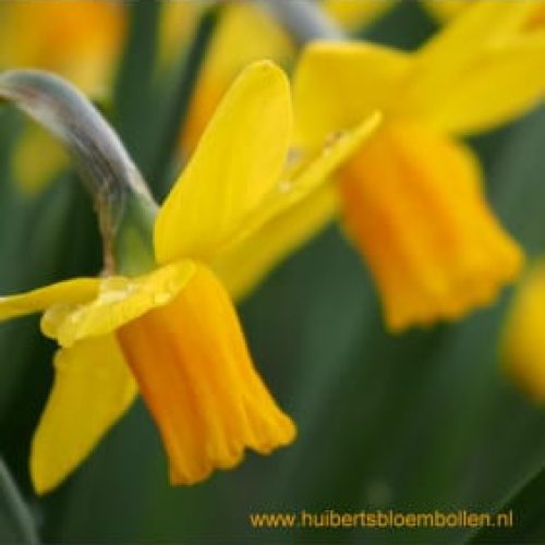 narcissus-jetfire-10-st-bio