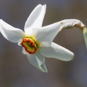 Narcis poeticus var recurvus BIO