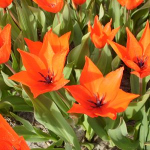 Tulp 'Zwanenburg' BIO