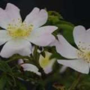 Hondsroos - Rosa canina