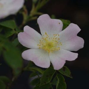 Hondsroos - Rosa canina