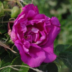 Georg Ruf (Struikroos)