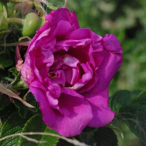 georg-Ruf-05-1-scaled-e1574444823999-500x500