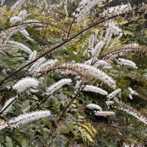 Actaea simplex 'Atropurpurea'