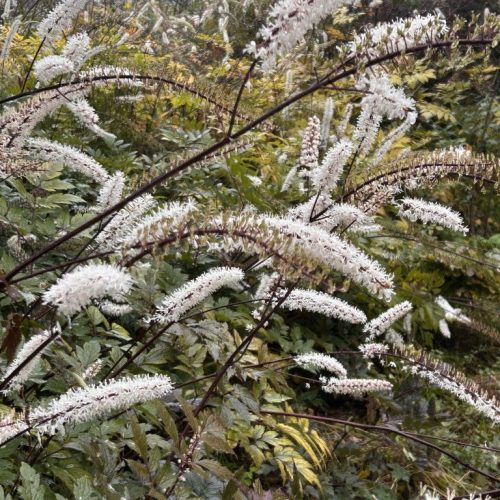 Actaea