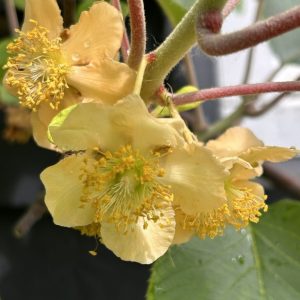 Actinidia deliciosa 'Jenny'