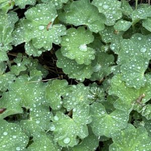 Alchemilla mollis 'Irish Silk'