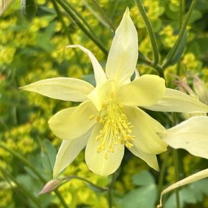 Aquilegia chrysantha 'Denver Gold'
