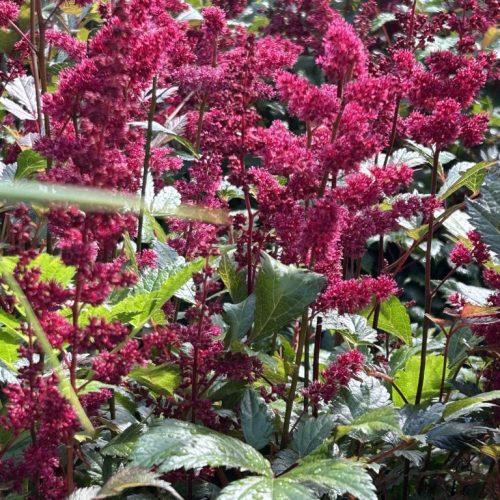 Astilbe Fanal