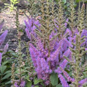 Astilbe chinensis 'Superba'
