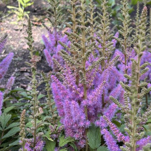 Astilbe chinensis