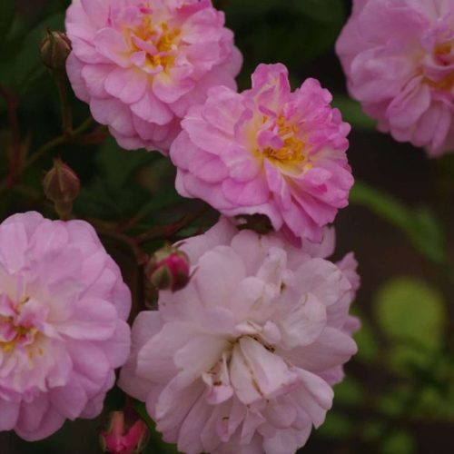 Brise-parfum-03-scaled-scaled