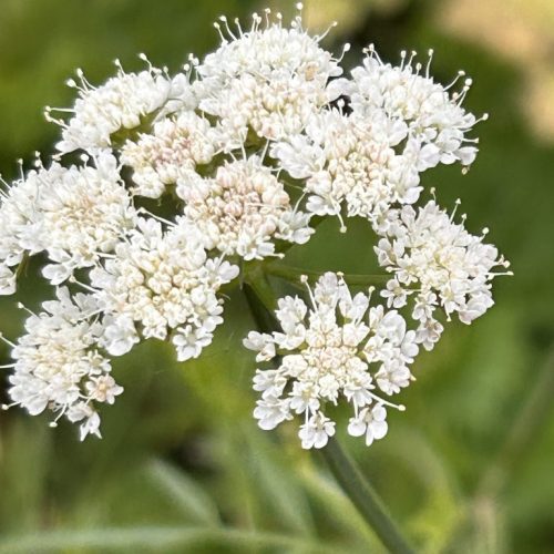 Bunium bulbocastanum