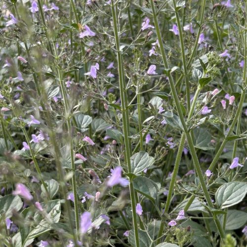 Calamintha nepeta 'Marvelette Blue'