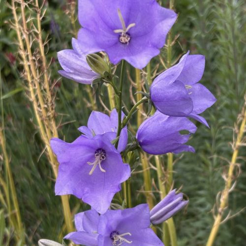 Campanula persicifolia 'Coerulea'