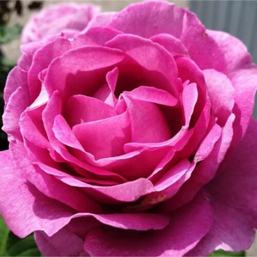 Carmen-Wurth-500x500